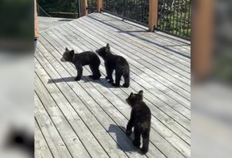 母熊闯居民区遭扑杀 留三只熊幼崽敲门获救助