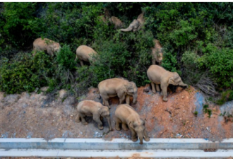 西双版纳亚洲象群逼近昆明100公里 官方急了