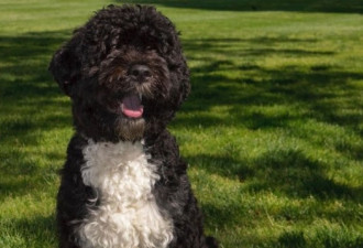 美国前第一犬患癌逝世 奥巴马：痛失忠实伙伴