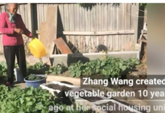 华人老太菜园被政府拆除 居民为她撑腰结局逆转