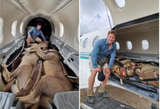 兽医护3狮子搭飞机 同挤机舱画面引热议