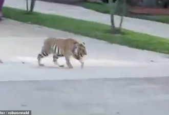 德州“家养”老虎竟出门逛大街 邻居被吓坏大骂