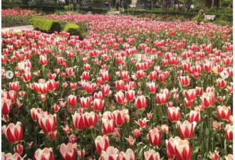 多伦多6个公园能观赏大片郁金香！周末走起！