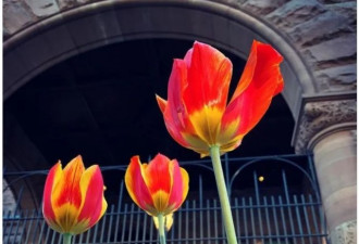 多伦多6个公园能观赏大片郁金香！周末走起！