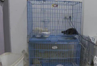 32个宠物盲盒，仅7只狗幸存，还都病着