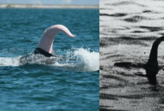 新说法：尼斯湖水怪其实是鲸鱼勃起阴茎