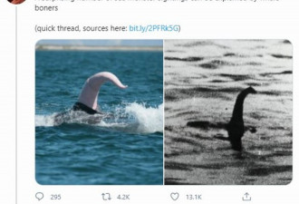 新说法：尼斯湖水怪其实是鲸鱼勃起阴茎
