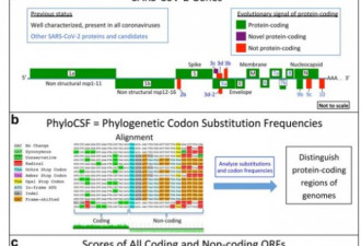 MIT发布迄今最完整的新冠病毒基因注释图谱...