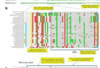 MIT发布迄今最完整的新冠病毒基因注释图谱...