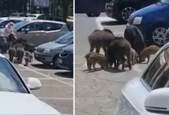 意大利罗马女子在超市停车场被一群野猪打劫