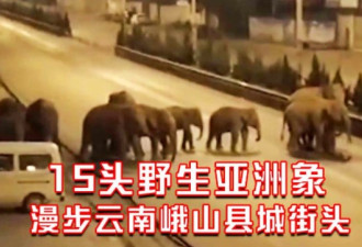 云南15头野象走上街头 正动员力量疏堵设防