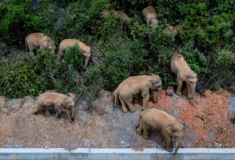 纽时：15头亚洲象的漫长迁徙：它们为何北迁？