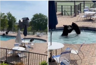 黑熊乱入泳池派对 高中生吓得鸡飞狗走