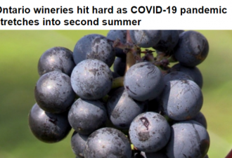 疫情的第二个夏天，安省的葡萄酒庄太难了