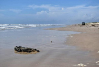 奇观！美国海滩惊见远道而来“稀客”鳄鱼