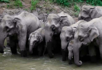云南野生亚洲象群为何从17只掉到15只?原因意外