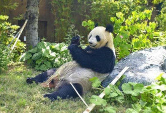 日本动物园熊猫“真真”疑怀孕周边餐厅股价涨