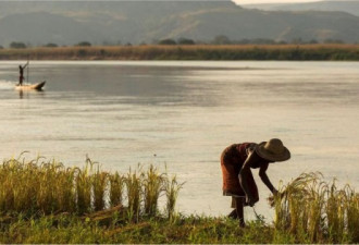 美食与非洲：稻米如何影响了美国南部