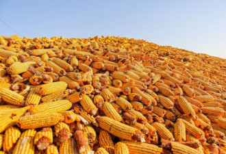 中国控制保税区玉米进口 部分美国订单被取消