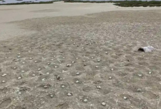 无人机坠毁吓坏鸟群 加州海滩3000鸟蛋遭遗弃