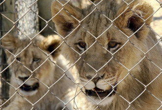 印度一只9岁母狮感染新冠后死亡 另有8只确诊
