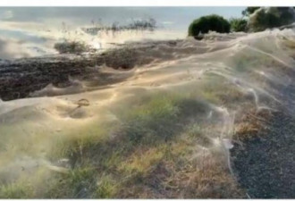数百万只蜘蛛飞上天空 地面被厚厚蛛网覆盖
