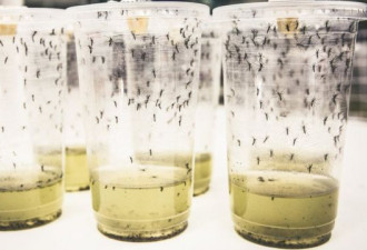 登革热疫情：蚊子感染细菌后病例大减77%