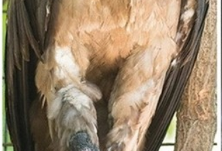 全球首例 大鸟装上植入式义肢