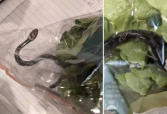 11岁女孩鳄鱼口中救人，只用了这一招！险丧命