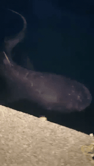 罕见巨口鲨现日本海岸:体长约4米身体多处发白