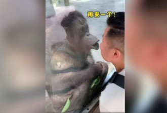 上海男与母猩猩 隔玻璃“一吻成名”引笑声