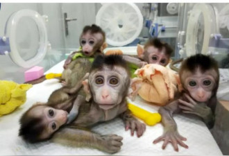美中打造人猴胚胎生长19天 吓坏国会议员