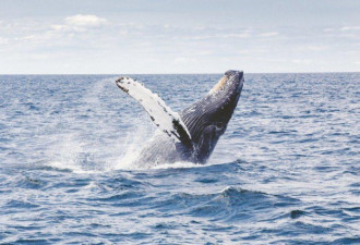 海边发现抹香鲸尸体 体内藏罕见呕吐物 价值高