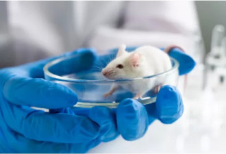 人类有望活到120岁 科学家成功将老鼠寿命延长