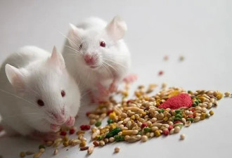 人类有望活到120岁 科学家成功将老鼠寿命延长