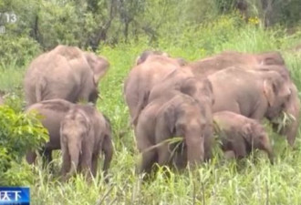 大象旅行团出发地环境如何?卫星视角带你看