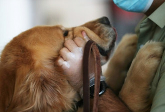 CDC颁一年禁令：来自中国的狗不得进入美国