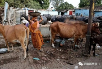 印度发生惊天盗窃案，800公斤牛粪被连夜偷走