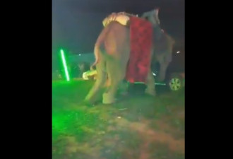 印度大象大闹婚礼现场 翻车撞帐篷全场逃跑