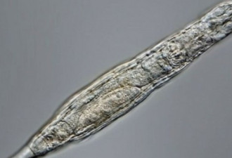 在西伯利亚冰封2.4万年 蛭形轮虫竟重获生命