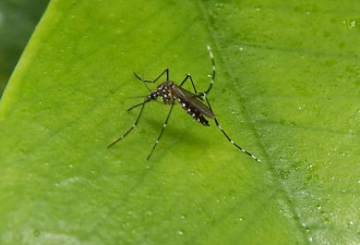 致命亚洲虎蚊入侵 携带多种病毒 或引英国瘟疫