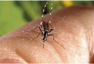 致命亚洲虎蚊入侵 携带多种病毒 或引英国瘟疫
