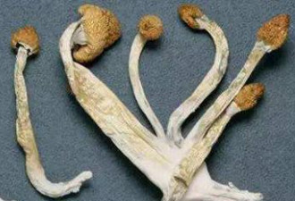 致幻毒蘑菇伪装成巧克力贩毒案辐射31省