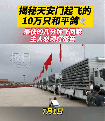 天安门放飞10万鸽子是借的 1只补偿15元