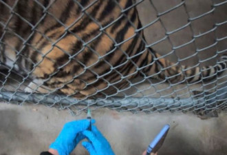 美国动物园也开打新冠疫苗 老虎和熊抢得头香