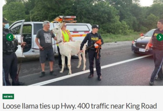 羊驼溜达上400号高速公路