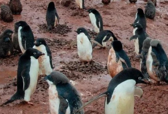 南极洲告急：气候灾难在即 怎么办？替企鹅着急