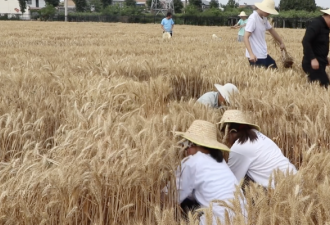 3千多名985大学生收麦子，连根拔起被指作秀