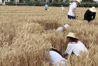 3千多名985大学生收麦子，连根拔起被指作秀