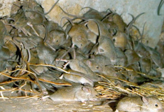 噩梦！老鼠入侵喷发乱窜 澳洲爆发超级鼠患